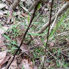 Unidentified Plant at Lower Pappinbarra, NSW - 27 Jan 2025 by dave@kerrie