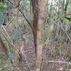 Unidentified Plant at Lower Pappinbarra, NSW - 27 Jan 2025 by dave@kerrie