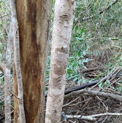 Unidentified Plant at Lower Pappinbarra, NSW - 26 Jan 2025 by dave@kerrie