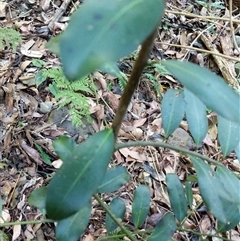 Unidentified Plant at Lower Pappinbarra, NSW - 25 Jan 2025 by dave@kerrie