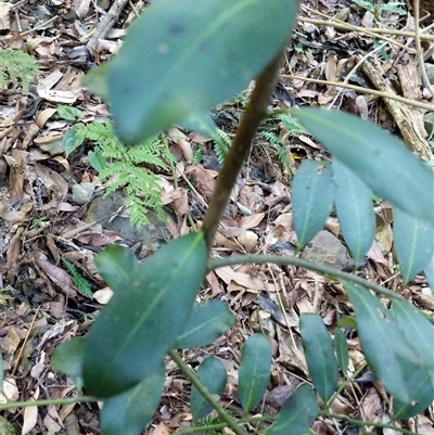 Unidentified Plant at Lower Pappinbarra, NSW - 25 Jan 2025 by dave@kerrie