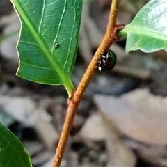 Unidentified Beetle (Coleoptera) at Lower Pappinbarra, NSW - 25 Jan 2025 by dave@kerrie