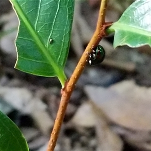 Unidentified Beetle (Coleoptera) at Lower Pappinbarra, NSW by dave@kerrie