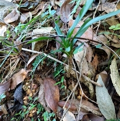 Unidentified Plant at Lower Pappinbarra, NSW - 25 Jan 2025 by dave@kerrie