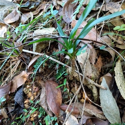 Unidentified Plant at Lower Pappinbarra, NSW - 26 Jan 2025 by dave@kerrie