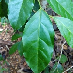 Unidentified Plant at Lower Pappinbarra, NSW - 25 Jan 2025 by dave@kerrie