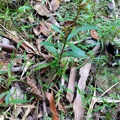 Unidentified Plant at Lower Pappinbarra, NSW - 25 Jan 2025 by dave@kerrie