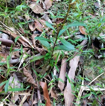 Unidentified Plant at Lower Pappinbarra, NSW - 25 Jan 2025 by dave@kerrie