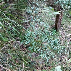 Unidentified Plant at Lower Pappinbarra, NSW - 26 Jan 2025 by dave@kerrie