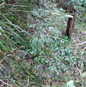 Unidentified Plant at Lower Pappinbarra, NSW by dave@kerrie