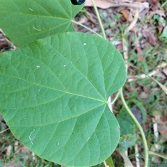 Unidentified Plant at Lower Pappinbarra, NSW - 25 Jan 2025 by dave@kerrie