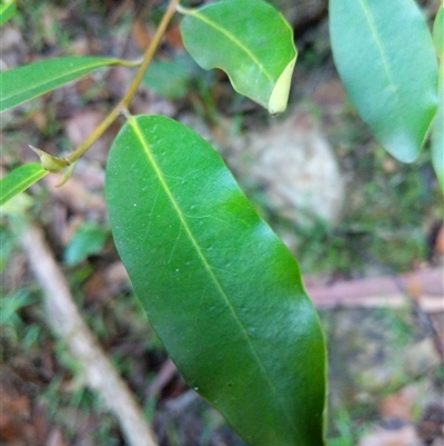 Unidentified Plant at Lower Pappinbarra, NSW - 25 Jan 2025 by dave@kerrie