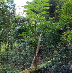 Diploglottis australis (Native Tamarid) at Lower Pappinbarra, NSW - 26 Jan 2025 by dave@kerrie