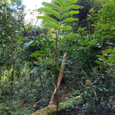 Diploglottis australis (Native Tamarid) at Lower Pappinbarra, NSW - 25 Jan 2025 by dave@kerrie