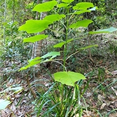 Unidentified Plant at Lower Pappinbarra, NSW - 25 Jan 2025 by dave@kerrie