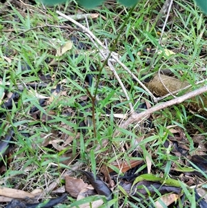 Unidentified Plant at Lower Pappinbarra, NSW by dave@kerrie