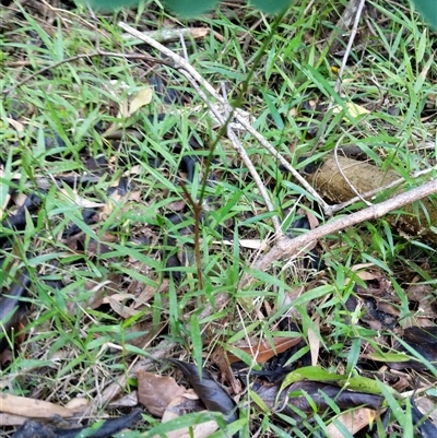 Unidentified Plant at Lower Pappinbarra, NSW - 26 Jan 2025 by dave@kerrie