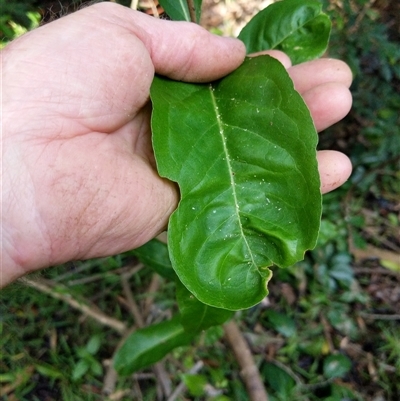 Unidentified Plant at Lower Pappinbarra, NSW - 26 Jan 2025 by dave@kerrie