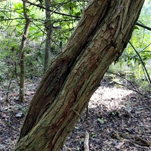 Unidentified Plant at Lower Pappinbarra, NSW by dave@kerrie