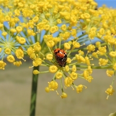 Hippodamia variegata (Spotted Amber Ladybird) at Tharwa, ACT - 19 Jan 2024 by MichaelBedingfield