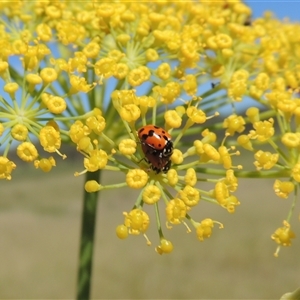 Hippodamia variegata at Tharwa, ACT by MichaelBedingfield