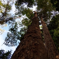 Unverified at suppressed - suppressed