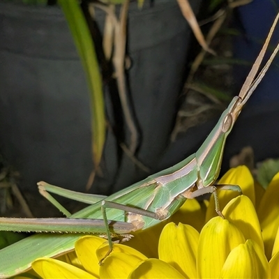 Acrida conica (Giant green slantface) at Watson, ACT - 28 Jan 2025 by sbittinger