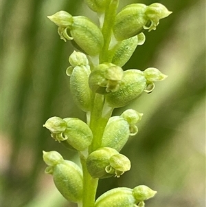 Microtis unifolia at Glen Allen, NSW - suppressed