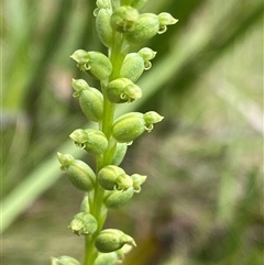 Microtis unifolia at Glen Allen, NSW - suppressed