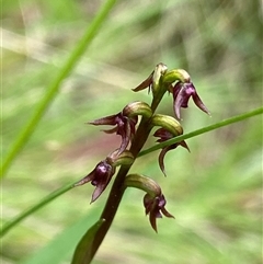 Corunastylis nuda at Glen Allen, NSW - 8 Jan 2025 by NedJohnston