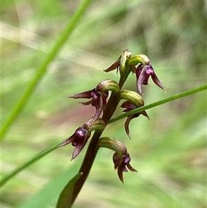 Corunastylis nuda at Glen Allen, NSW - suppressed