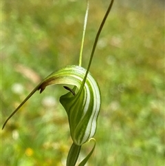 Diplodium decurvum at Glen Allen, NSW - 8 Jan 2025 by NedJohnston