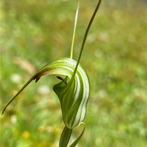 Diplodium decurvum at Glen Allen, NSW by NedJohnston