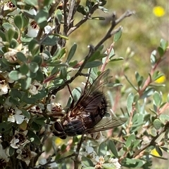 Tachinidae (family) (Unidentified Bristle fly) at Glen Allen, NSW - 8 Jan 2025 by NedJohnston