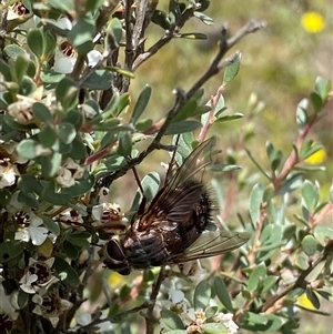 Tachinidae (family) at Glen Allen, NSW - 8 Jan 2025 12:43 PM