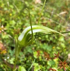 Pterostylis falcata at Glen Allen, NSW - 8 Jan 2025 by NedJohnston