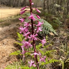 Dipodium roseum at Glen Allen, NSW - 8 Jan 2025 by NedJohnston