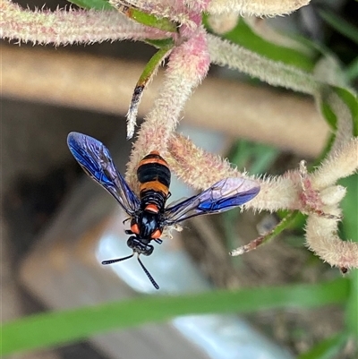 Pterygophorus cinctus (Bottlebrush sawfly) at O'Connor, ACT - 6 Jan 2025 by NedJohnston