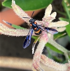 Pterygophorus cinctus at O'Connor, ACT - suppressed