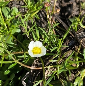 Ranunculus millanii (Dwarf Buttercup) at Gooandra, NSW by NedJohnston