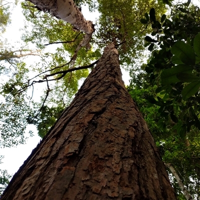 Unidentified Plant at Lower Pappinbarra, NSW - 25 Jan 2025 by dave@kerrie