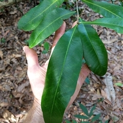 Planchonella australis at Lower Pappinbarra, NSW - 26 Jan 2025 by dave@kerrie