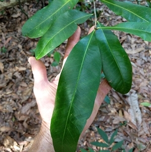 Unidentified Plant at Lower Pappinbarra, NSW by dave@kerrie