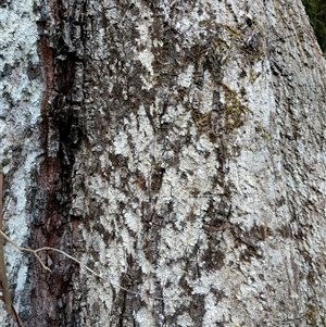 Unidentified Plant at Lower Pappinbarra, NSW by dave@kerrie