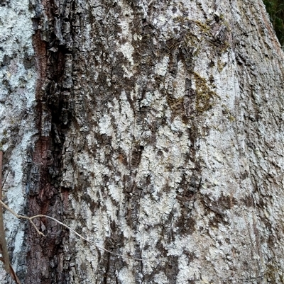 Unidentified Plant at Lower Pappinbarra, NSW - 25 Jan 2025 by dave@kerrie