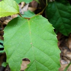 Lonicera japonica at Beechwood, NSW - 26 Jan 2025 by dave@kerrie