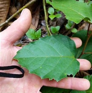 Cissus antarctica at Beechwood, NSW - 26 Jan 2025 08:43 AM