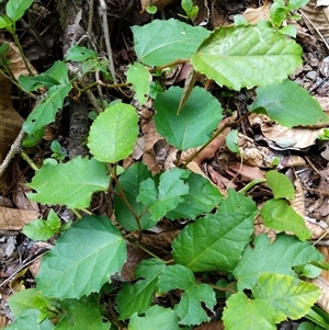 Cissus antarctica at Beechwood, NSW - 26 Jan 2025 08:43 AM
