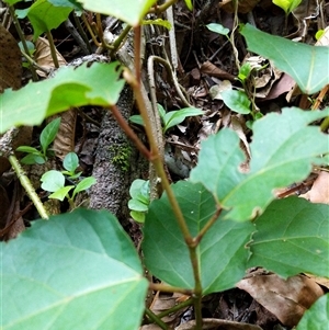 Cissus antarctica at Beechwood, NSW - 26 Jan 2025 08:43 AM