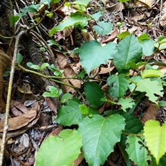 Cissus antarctica at Beechwood, NSW - 26 Jan 2025 08:43 AM